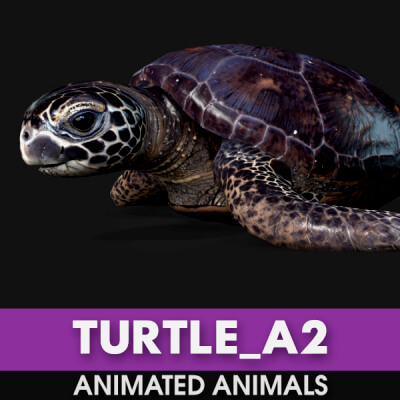 Turtle-A2-Animated