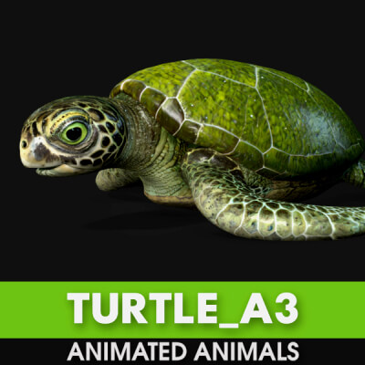 Turtle-A3-Animated