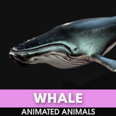 Whale-Animated