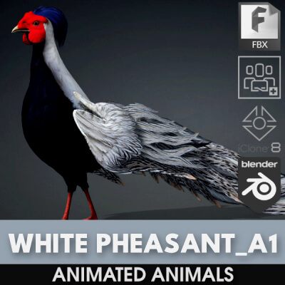 White Pheasant-A1 by Animated3d