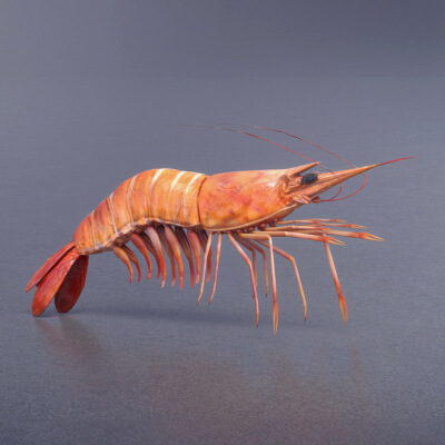 Cooked Shrimp - 3D Model by animod