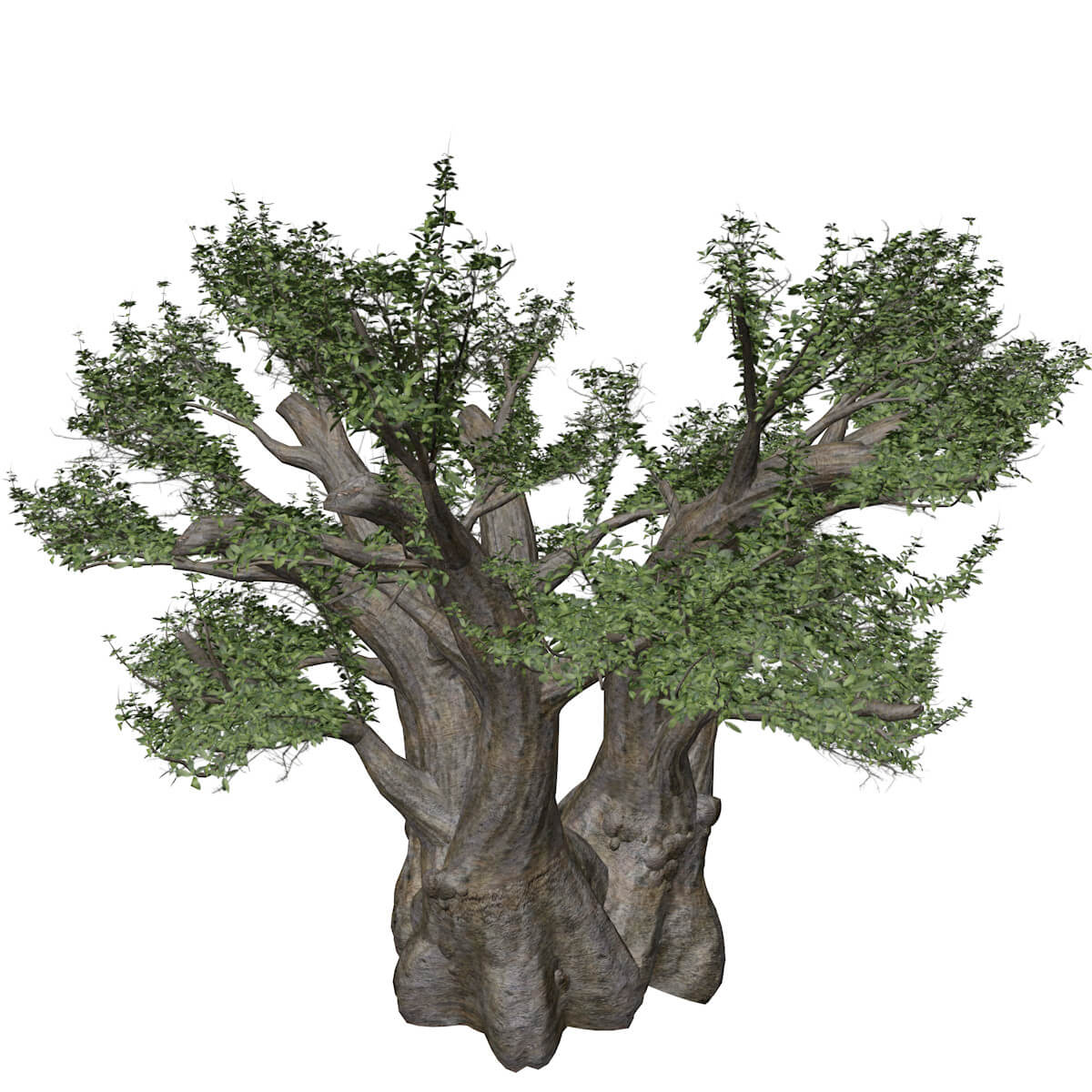 African Baobab Tree #05 - 3D Model by AntonioKowatsch