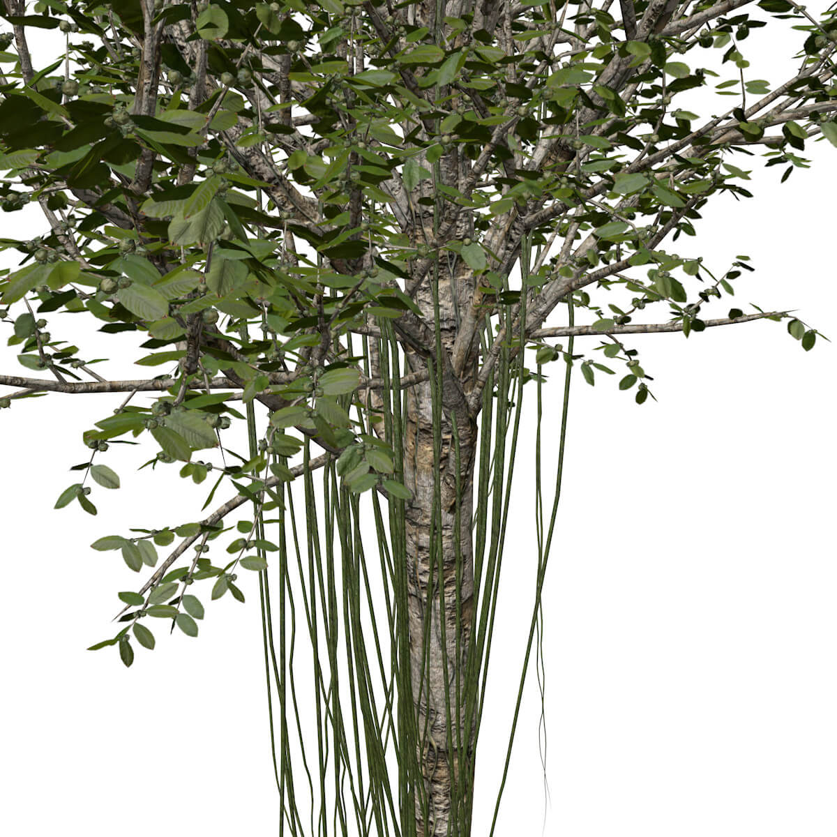 Agarwood Tree #01 - 3D Model by AntonioKowatsch