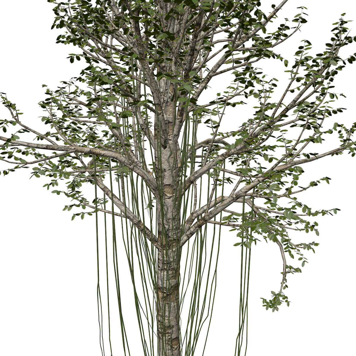 Agarwood Tree #02 - 3D Model by AntonioKowatsch