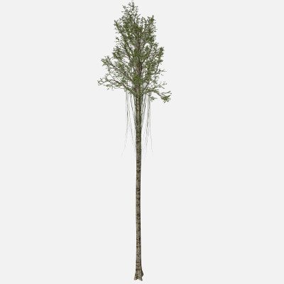 Agarwood Tree #04 - 3D Model by AntonioKowatsch