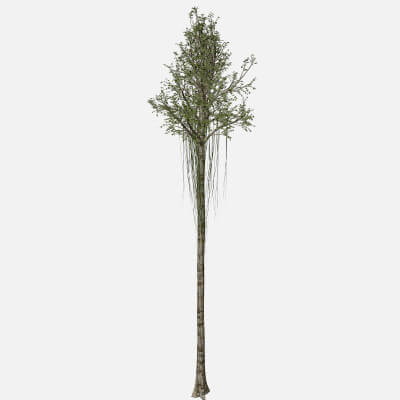 Agarwood Tree #10 - 3D Model by AntonioKowatsch