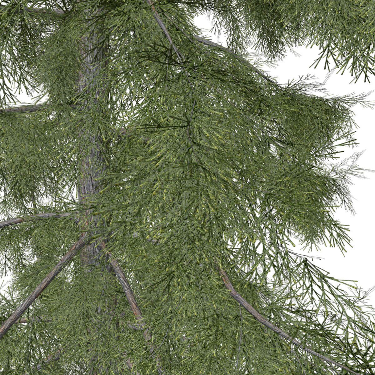 Alaska Cedar Tree #01 - 3D Model by AntonioKowatsch