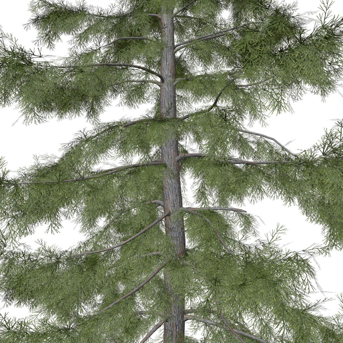 Alaska Cedar Tree #05 - 3D Model by AntonioKowatsch