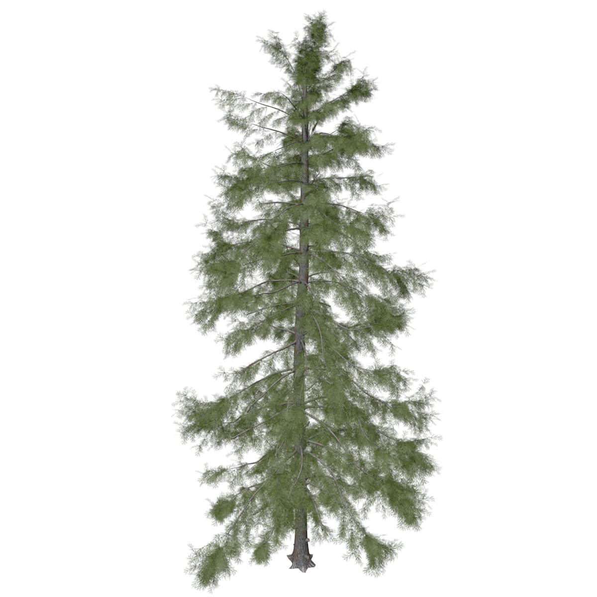 Alaska Cedar Tree #06 - 3D Model by AntonioKowatsch