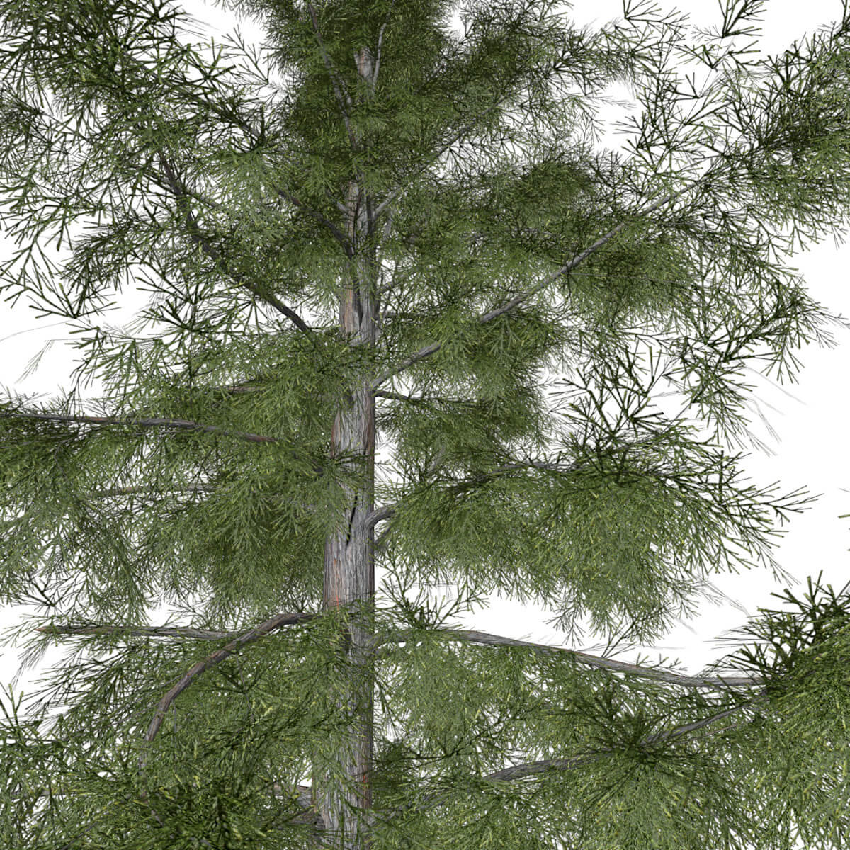 Alaska Cedar Tree #06 - 3D Model by AntonioKowatsch