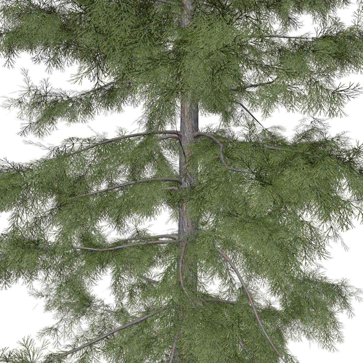 Alaska Cedar Tree #08 - 3D Model by AntonioKowatsch