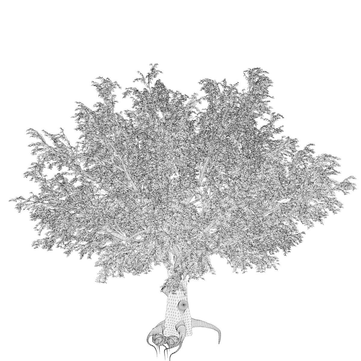 American Beech Tree #01 - 3D Model by AntonioKowatsch