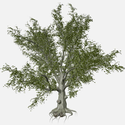 American Beech Tree #05 - 3D Model by AntonioKowatsch