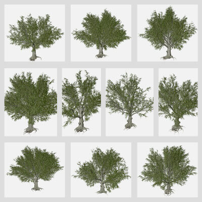 Beech Tree Section American Beech Tree Collection by AntonioKowatsch