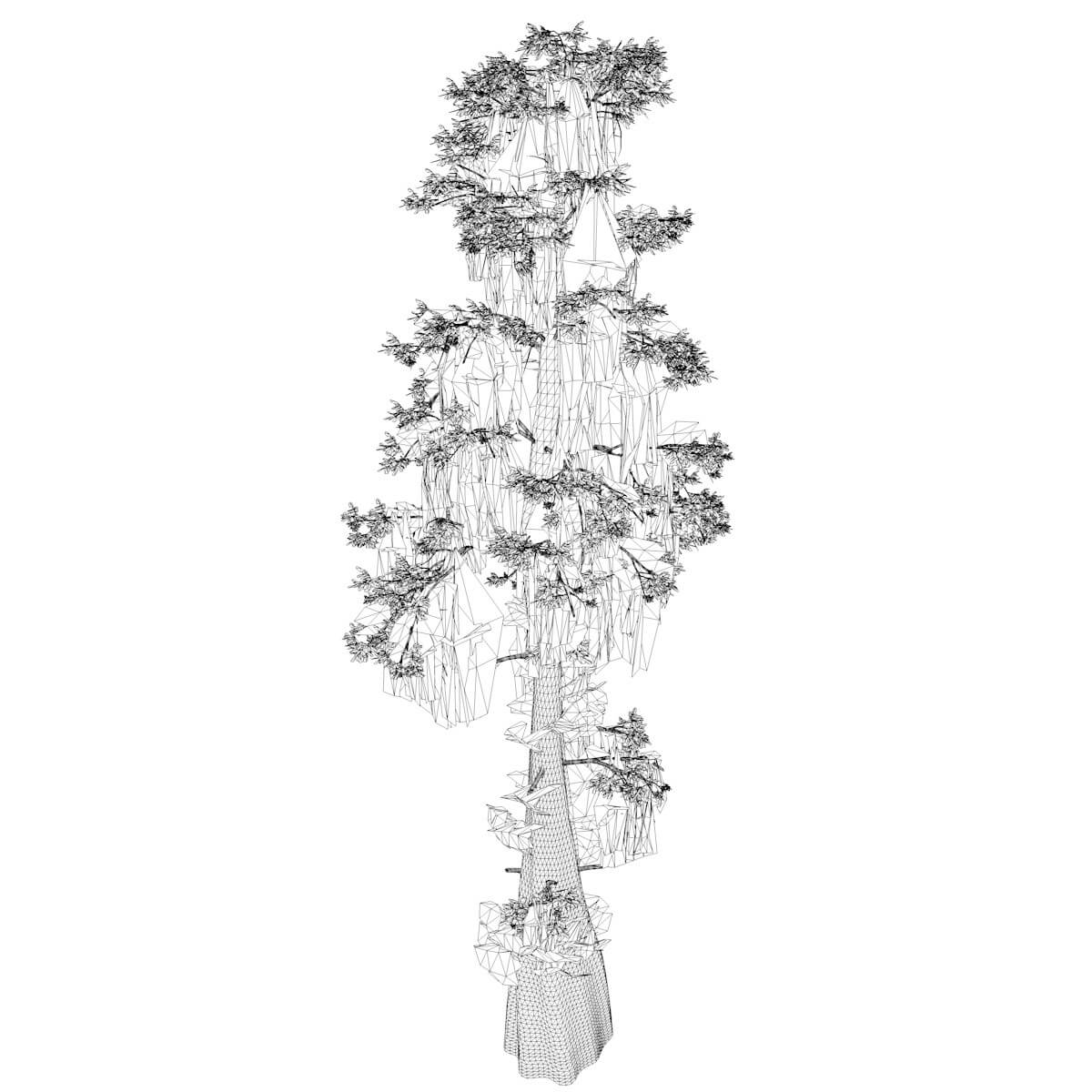 Bald Cypress Tree Collection by AntonioKowatsch