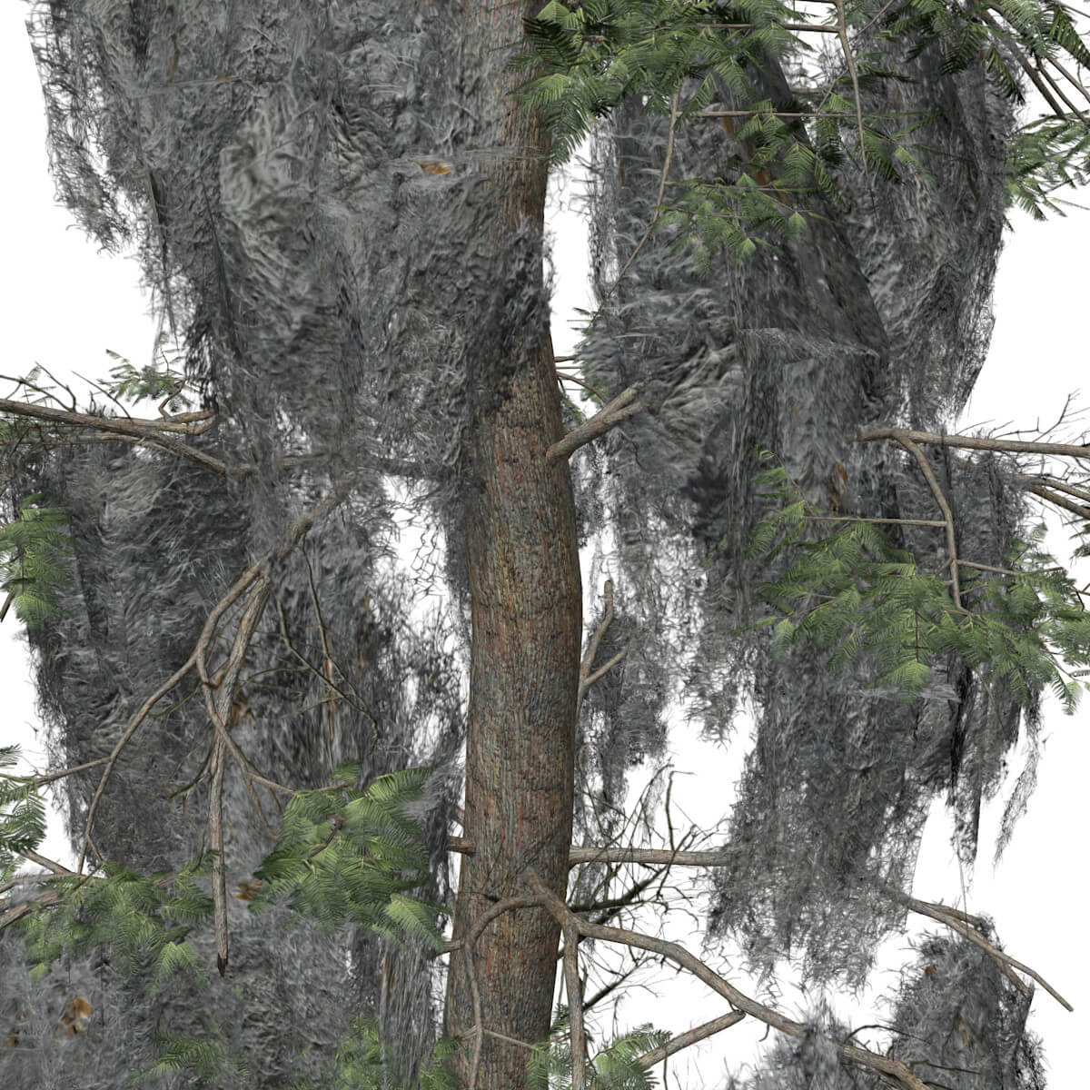 Bald Cypress Tree Collection by AntonioKowatsch