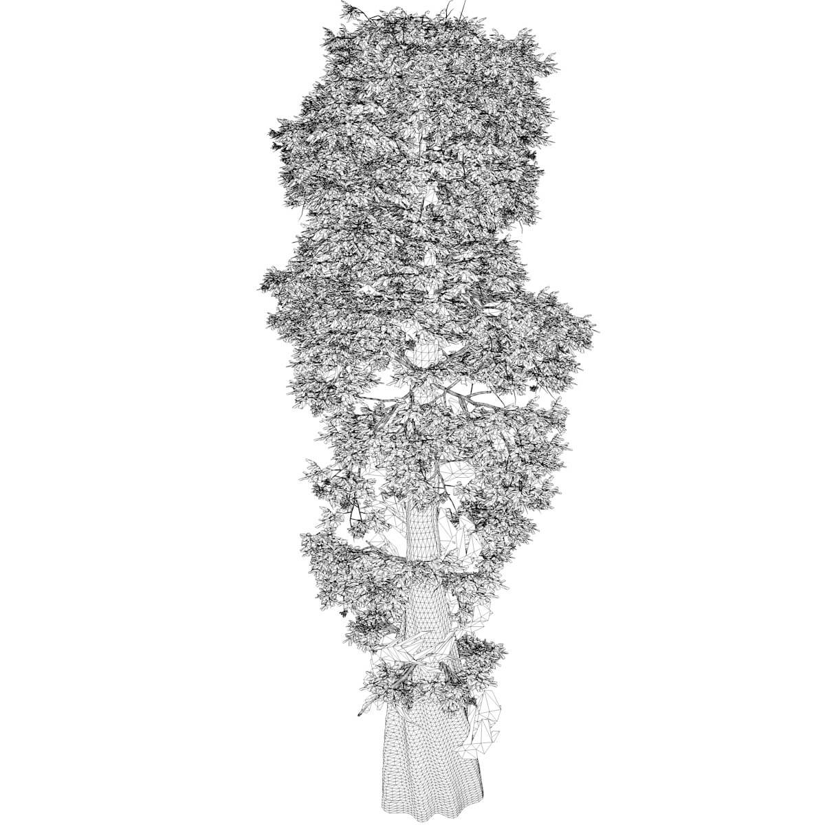 Bald Cypress Tree Collection by AntonioKowatsch