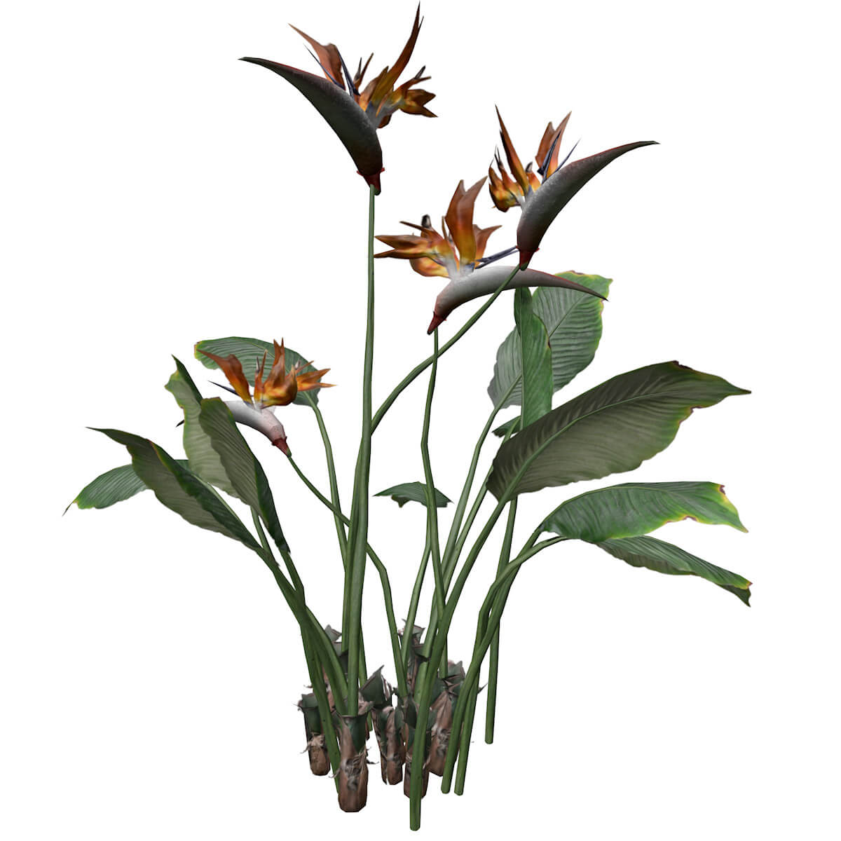 Bird of Paradise Flower Collection by AntonioKowatsch