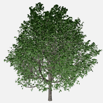 Pear Tree Model Bradford Callery Pear Tree #01 - 3D Model by AntonioKowatsch