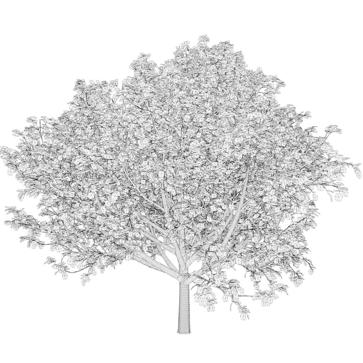 Bradford Callery Pear Tree 06 3D Model by AntonioKowatsch