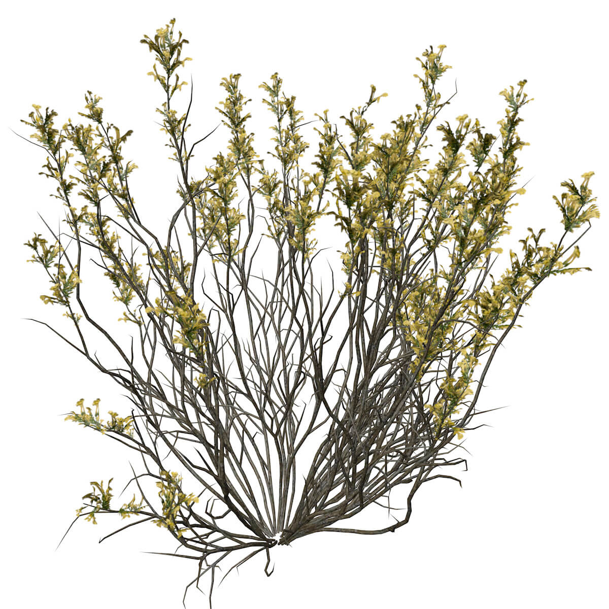 Broom Snakeweed With Flowers Plant Collection by AntonioKowatsch
