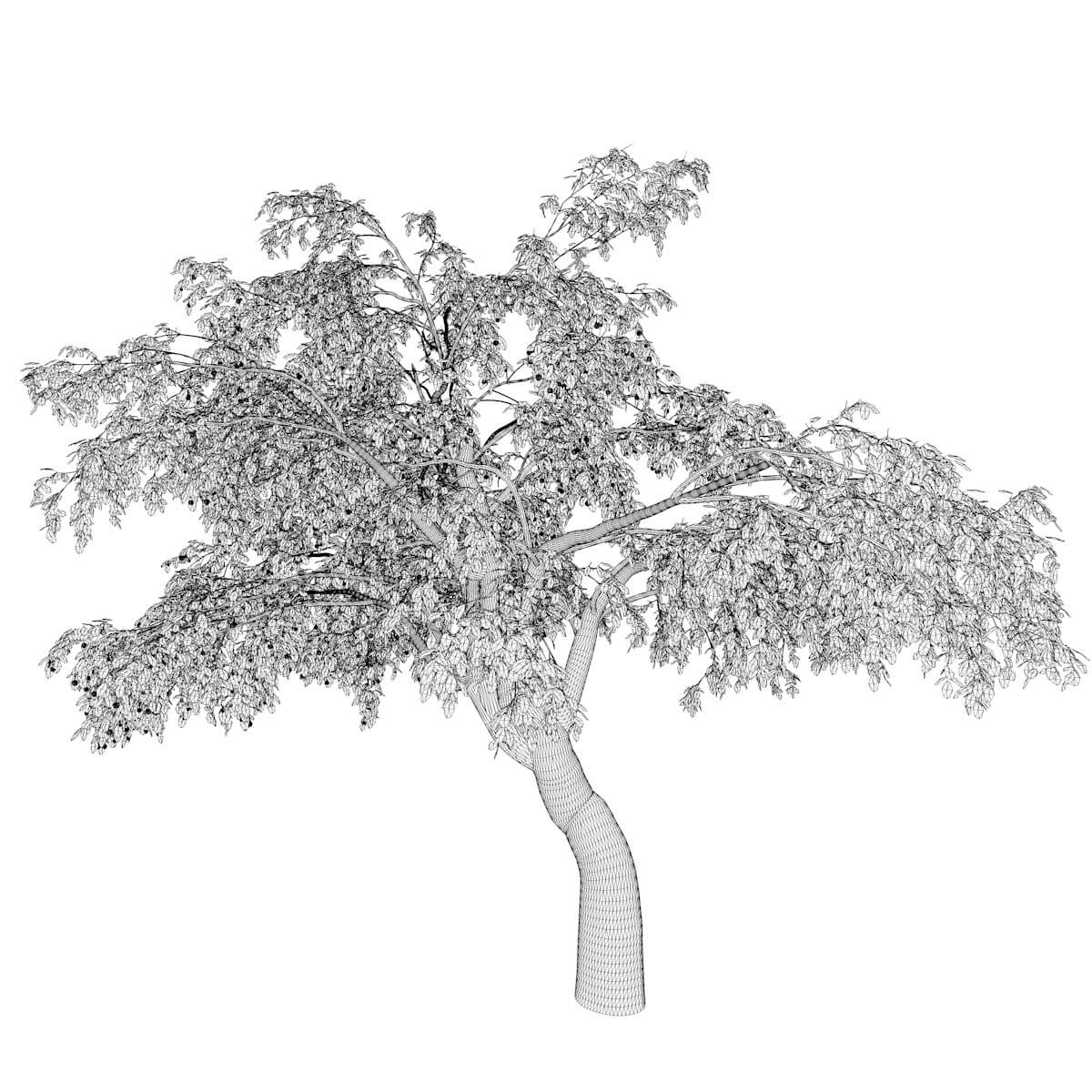 Cherry Tree Collection by AntonioKowatsch