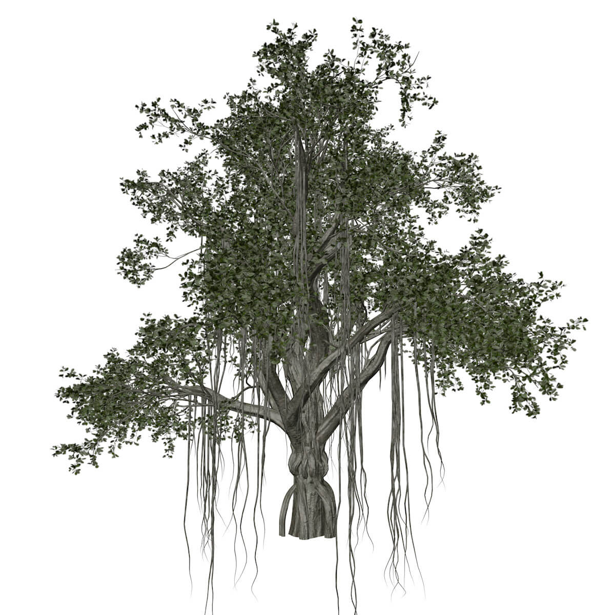 Chinese Banyan Tree 01 3D Model by AntonioKowatsch