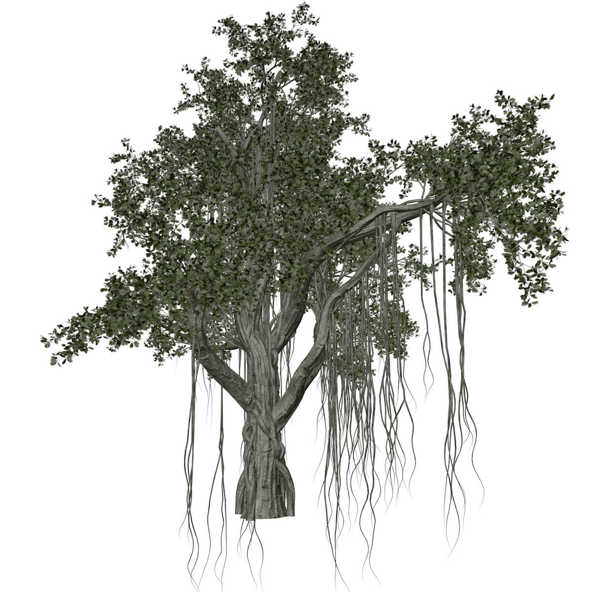 Chinese Banyan Tree 08 3D Model by AntonioKowatsch