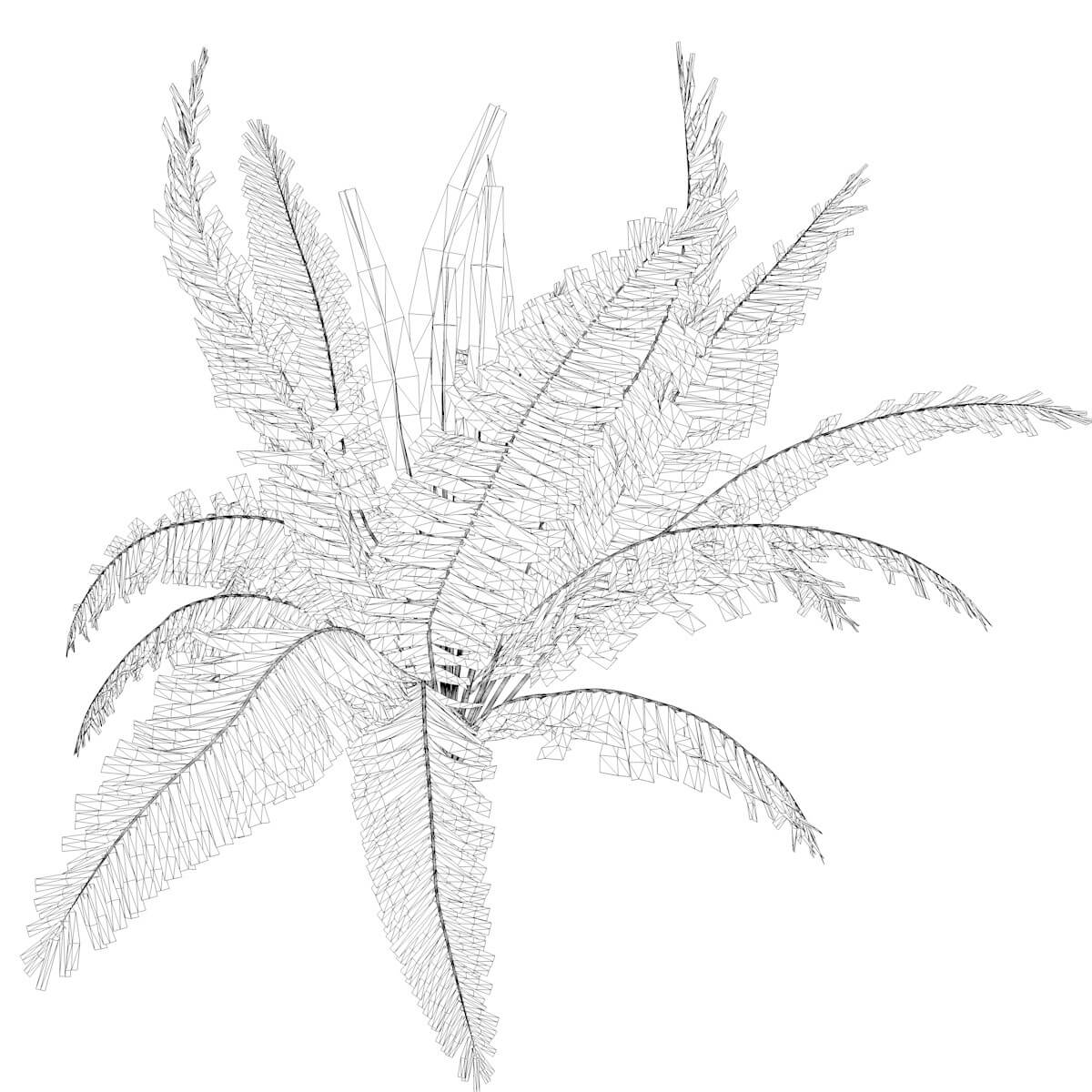 Cinnamon Fern Plant Collection by AntonioKowatsch