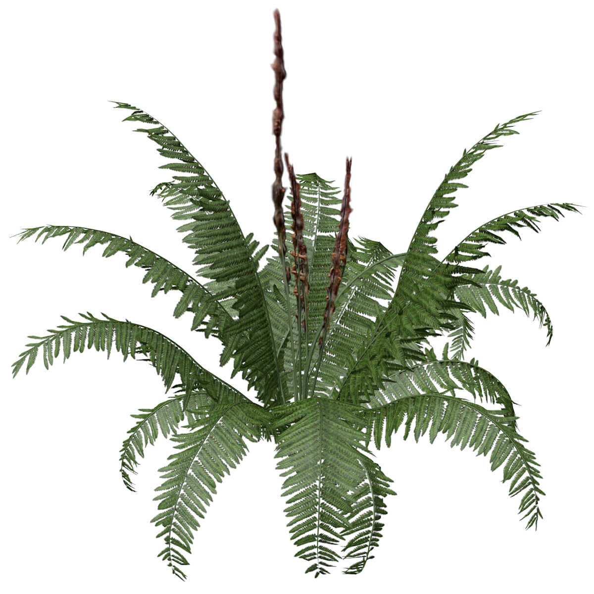Cinnamon Fern Plant 07 3D Model by AntonioKowatsch
