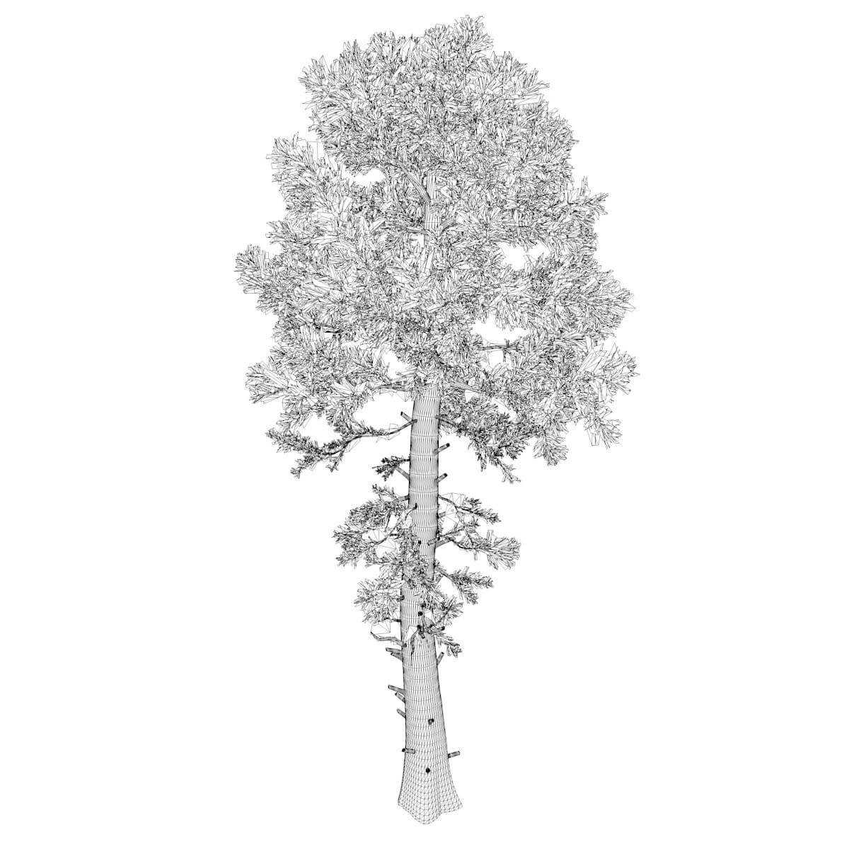 Douglas Fir Tree 03 3D Model by AntonioKowatsch