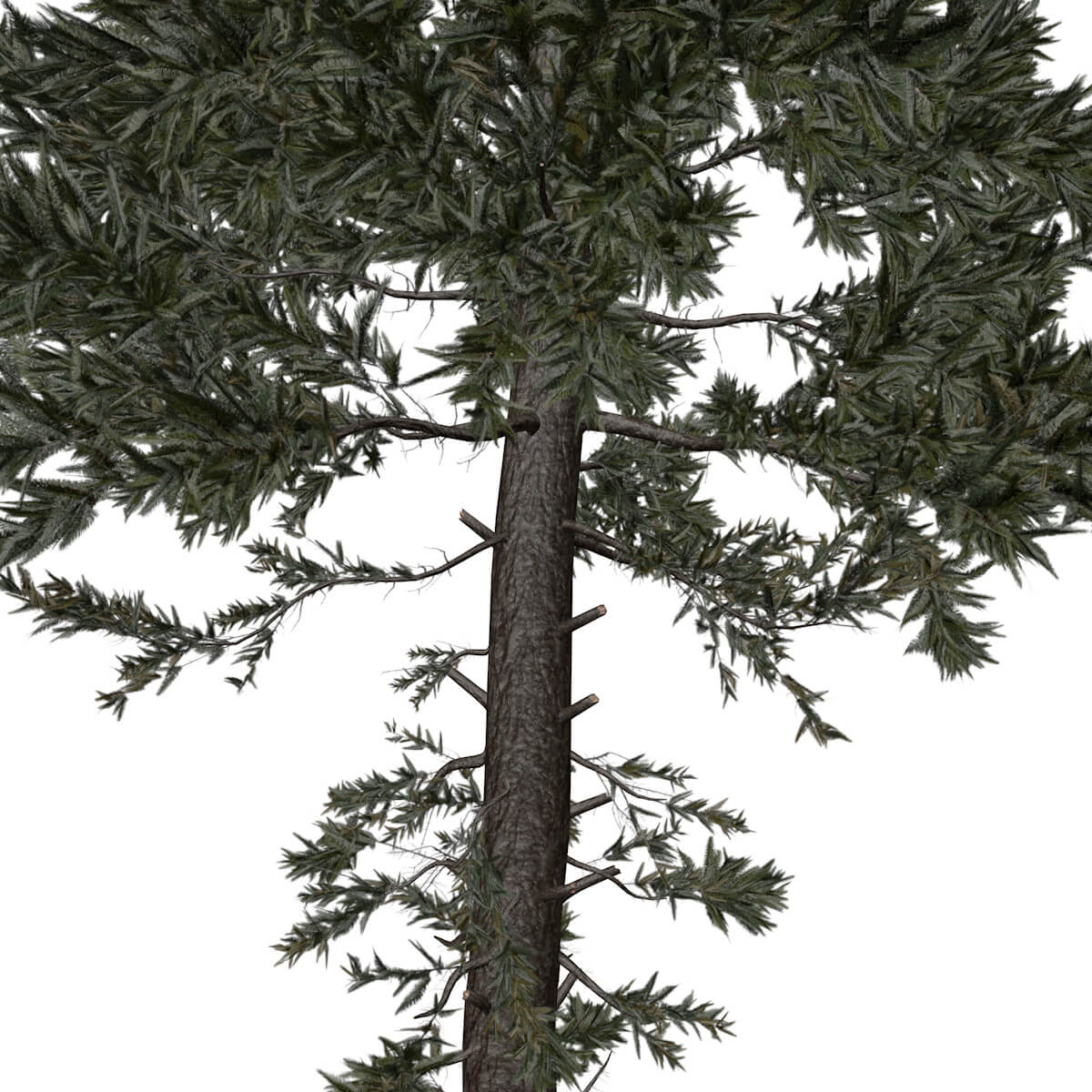 Douglas Fir Tree #03 - 3D Model by AntonioKowatsch
