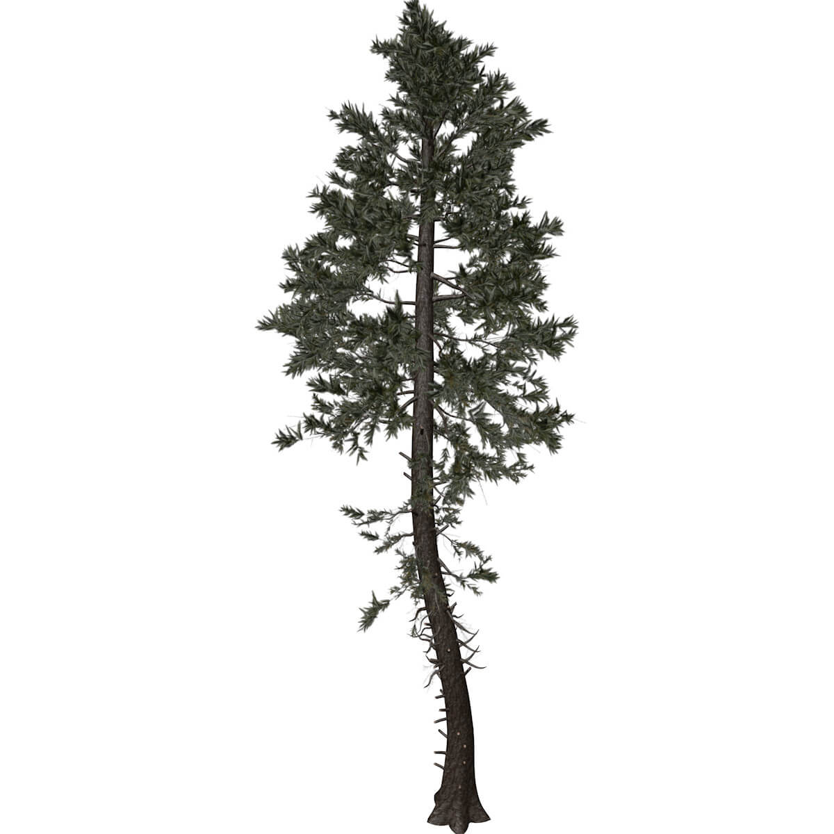 Douglas Fir Tree 07 3D Model by AntonioKowatsch
