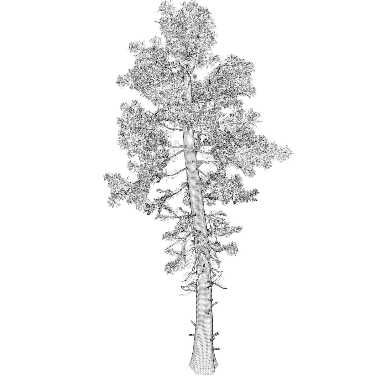 Douglas Fir Tree 08 3D Model by AntonioKowatsch