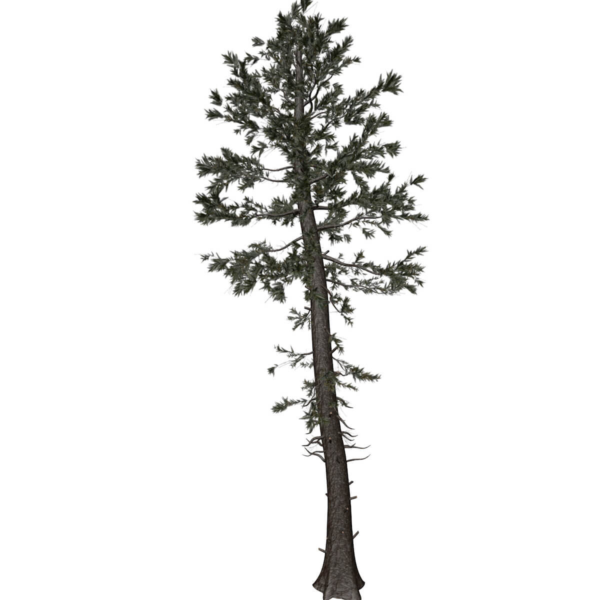 Douglas Fir Tree Collection by AntonioKowatsch