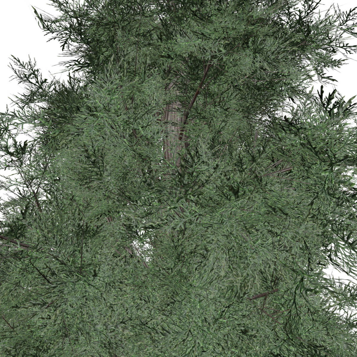 Eastern Red Cedar Tree #01 - 3D Model by AntonioKowatsch