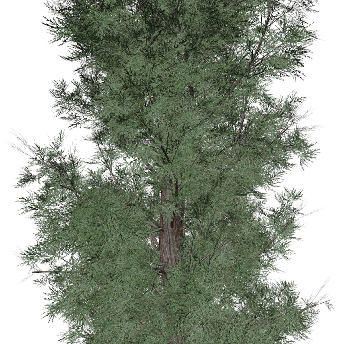 Eastern Red Cedar Tree #02 - 3D Model by AntonioKowatsch