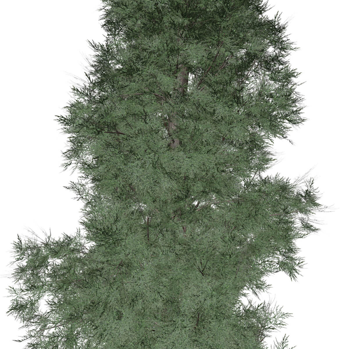Eastern Red Cedar Tree #04 - 3D Model by AntonioKowatsch