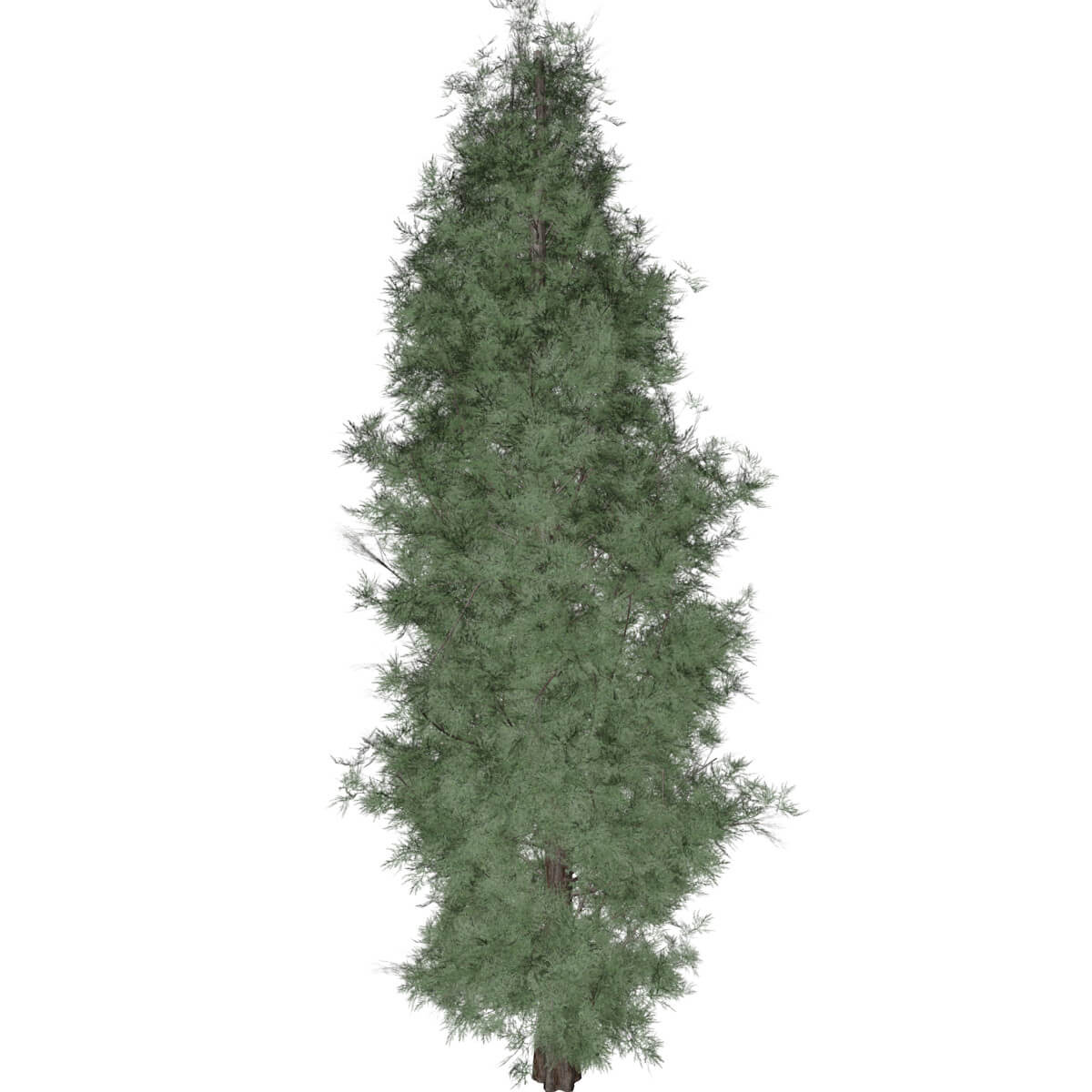 Eastern Red Cedar Tree 10 3D Model by AntonioKowatsch