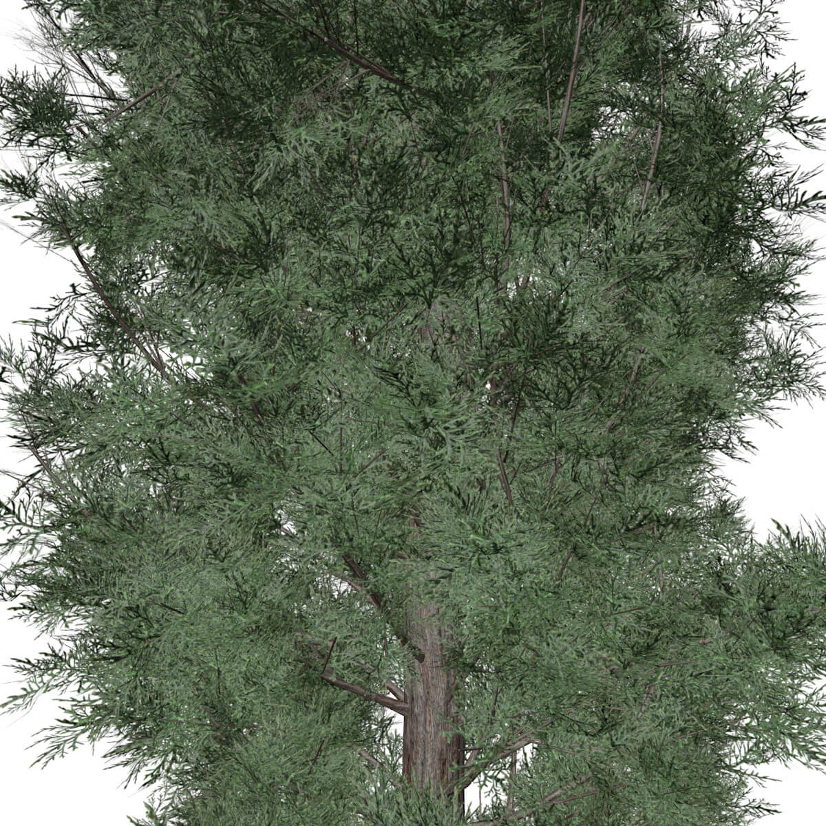 Eastern Red Cedar Tree #10 - 3D Model by AntonioKowatsch