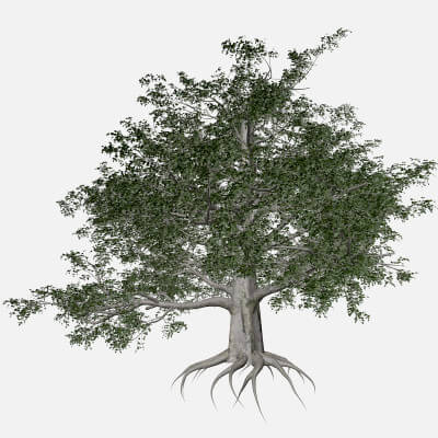 European Beech Tree #04 - 3D Model by AntonioKowatsch