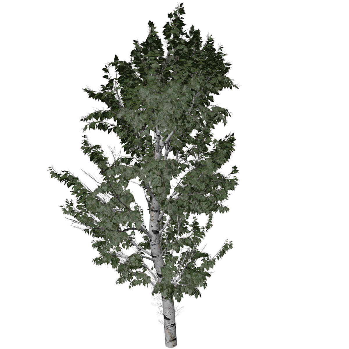 European White Birch Tree 09 3D Model by AntonioKowatsch