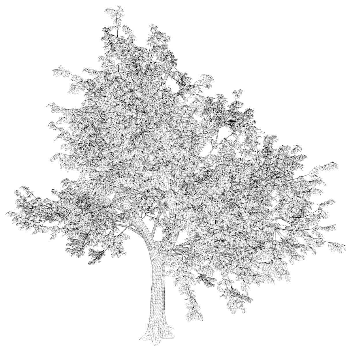 Green Ash Tree #07 - 3D Model by AntonioKowatsch