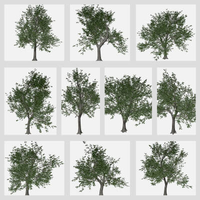 Green Ash Tree Collection by AntonioKowatsch