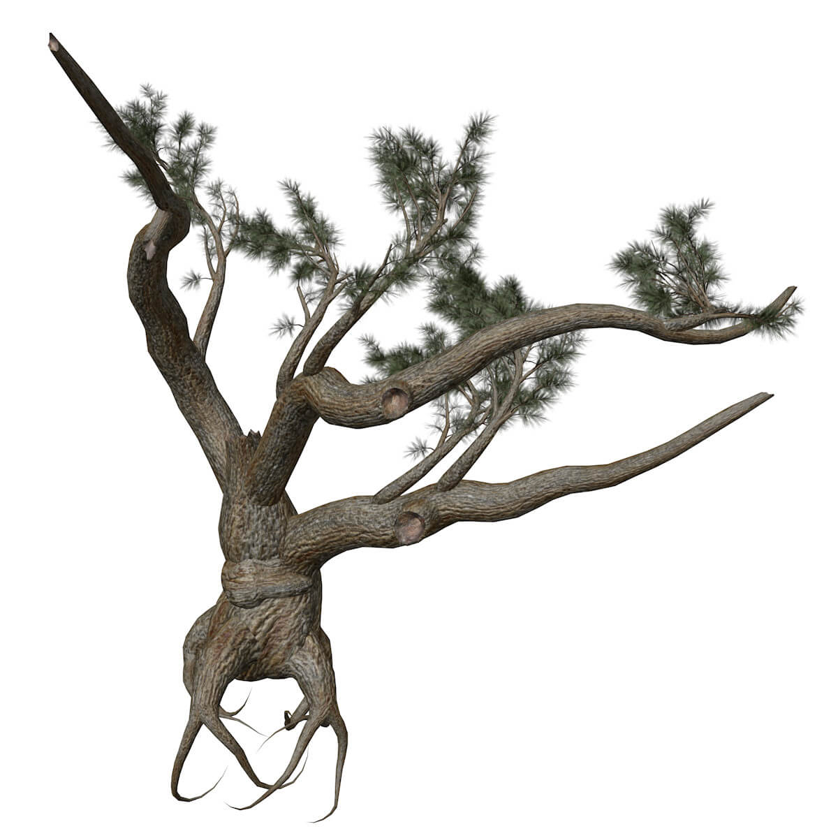 Jeffrey Pine Tree Collection by AntonioKowatsch