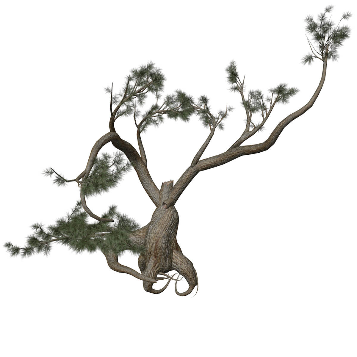 Jeffrey Pine Tree Collection by AntonioKowatsch