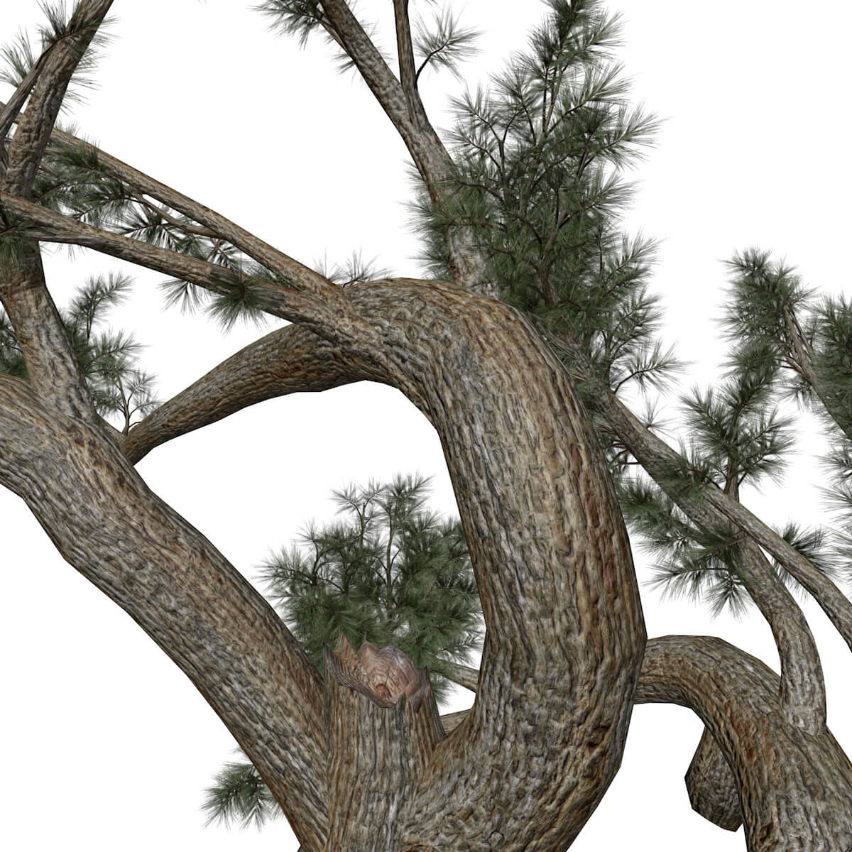 Jeffrey Pine Tree Collection by AntonioKowatsch