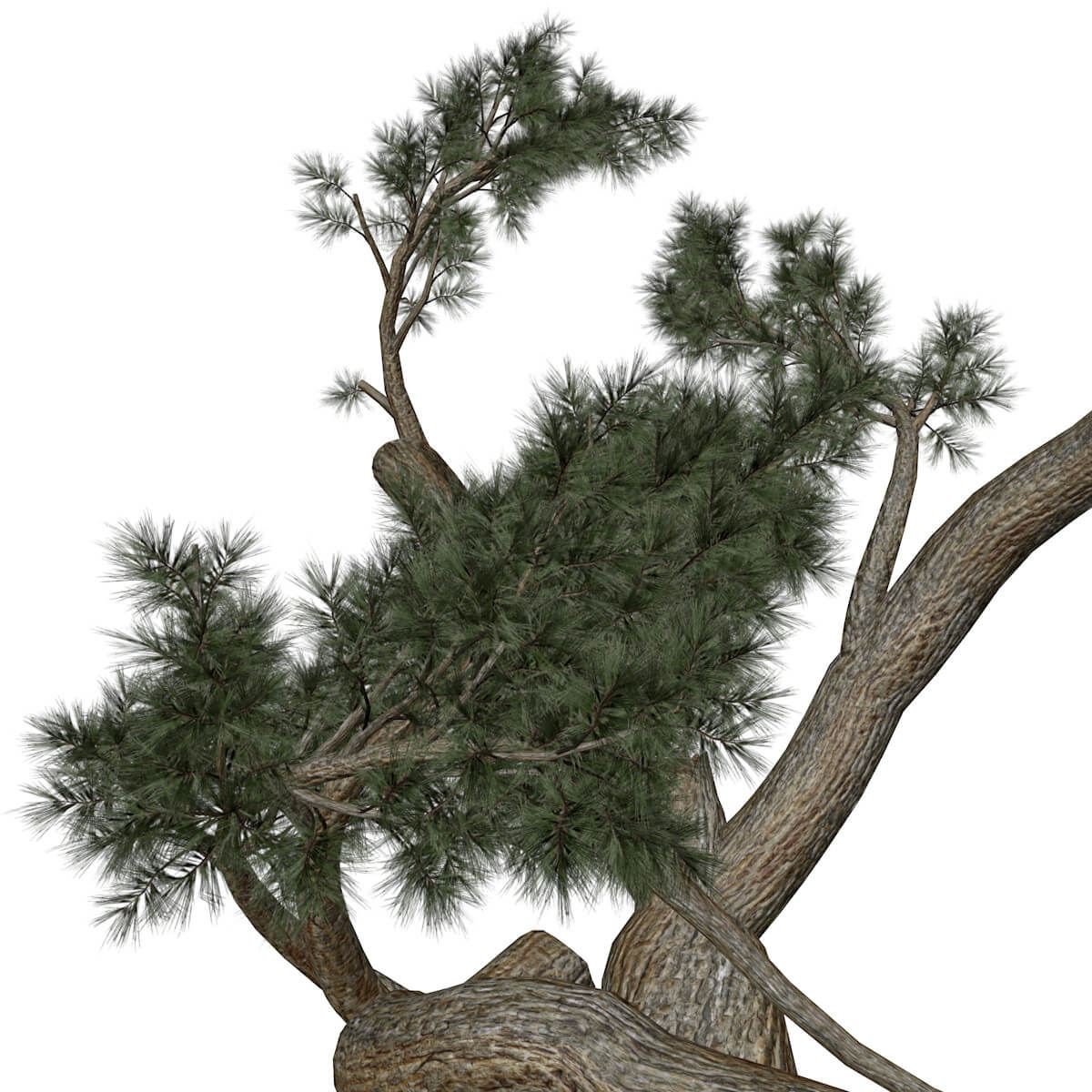 Jeffrey Pine Tree Collection by AntonioKowatsch