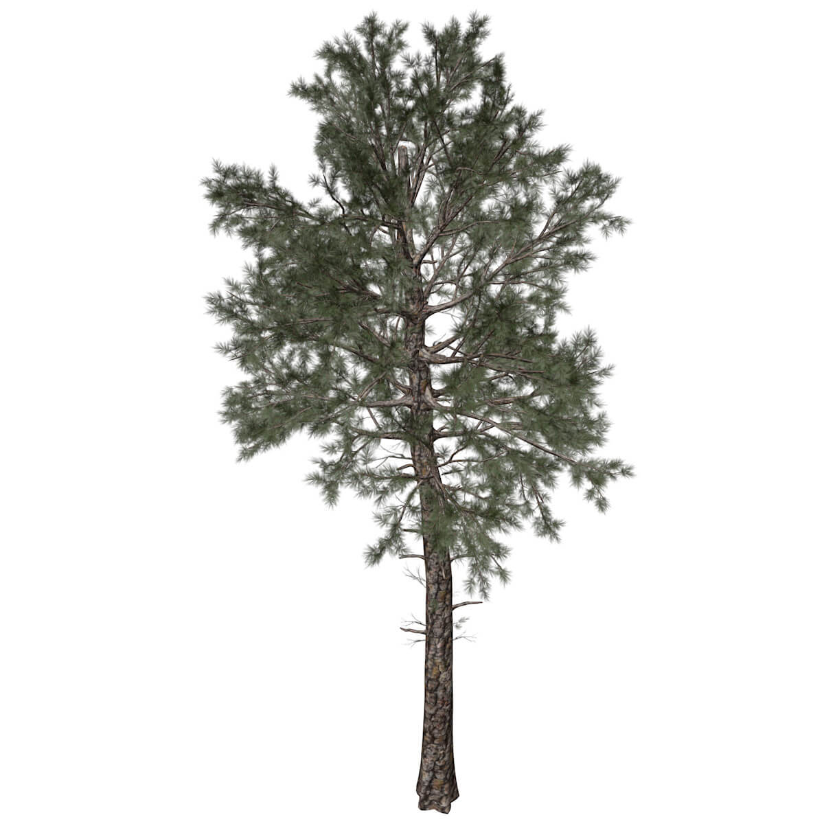 Loblolly Pine Tree Collection by AntonioKowatsch