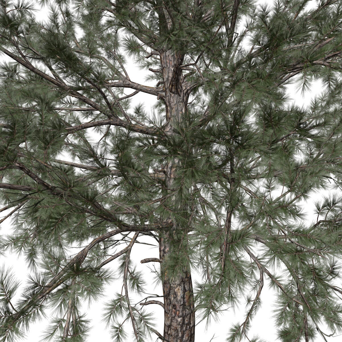 Loblolly Pine Tree Collection by AntonioKowatsch